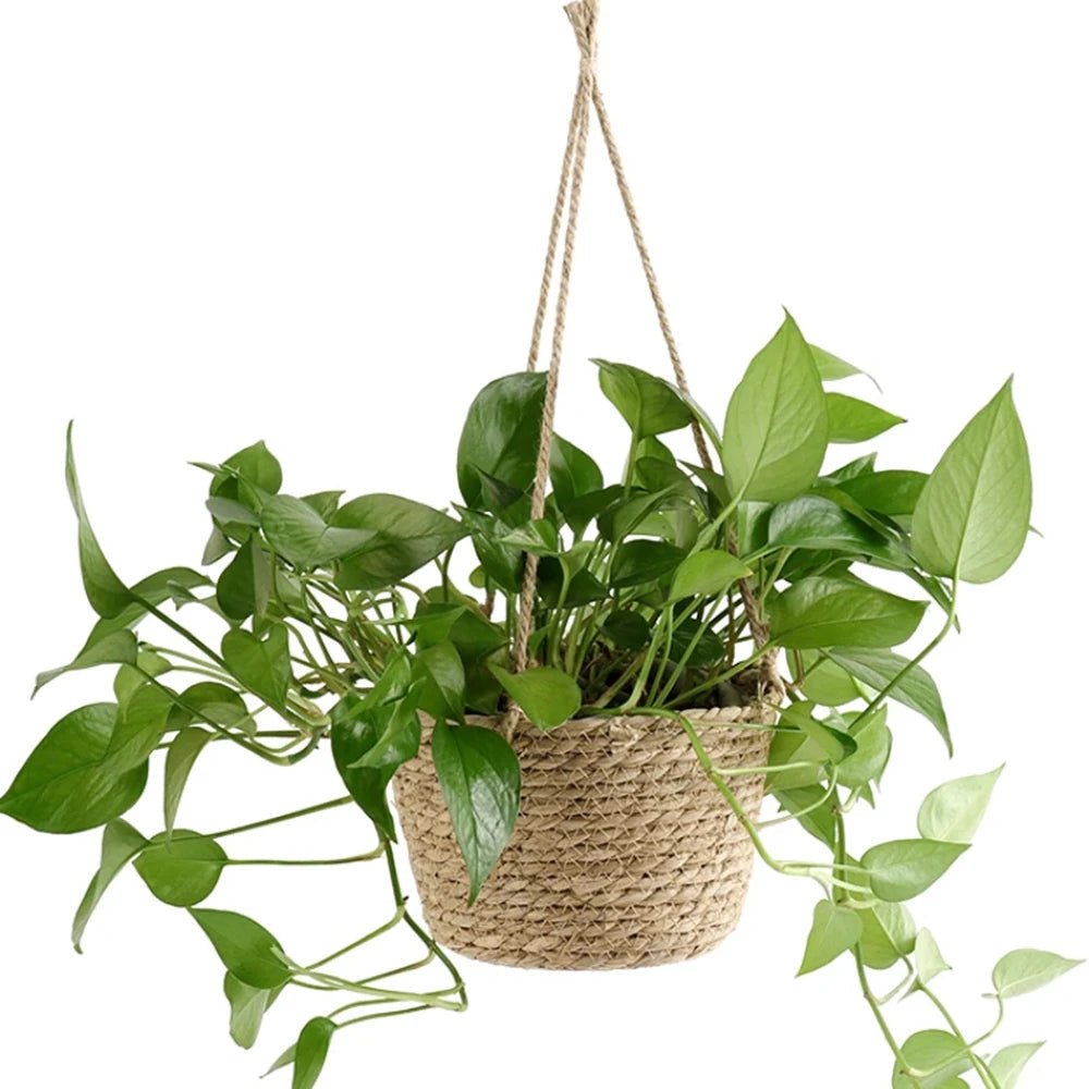 TerraHang Planter – Handwoven Macramé Hanger – Rustic Indoor Plant Display